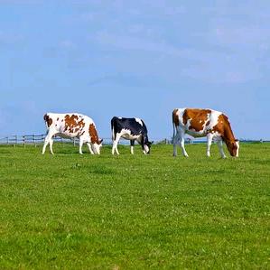 阳光下的牧🐮人