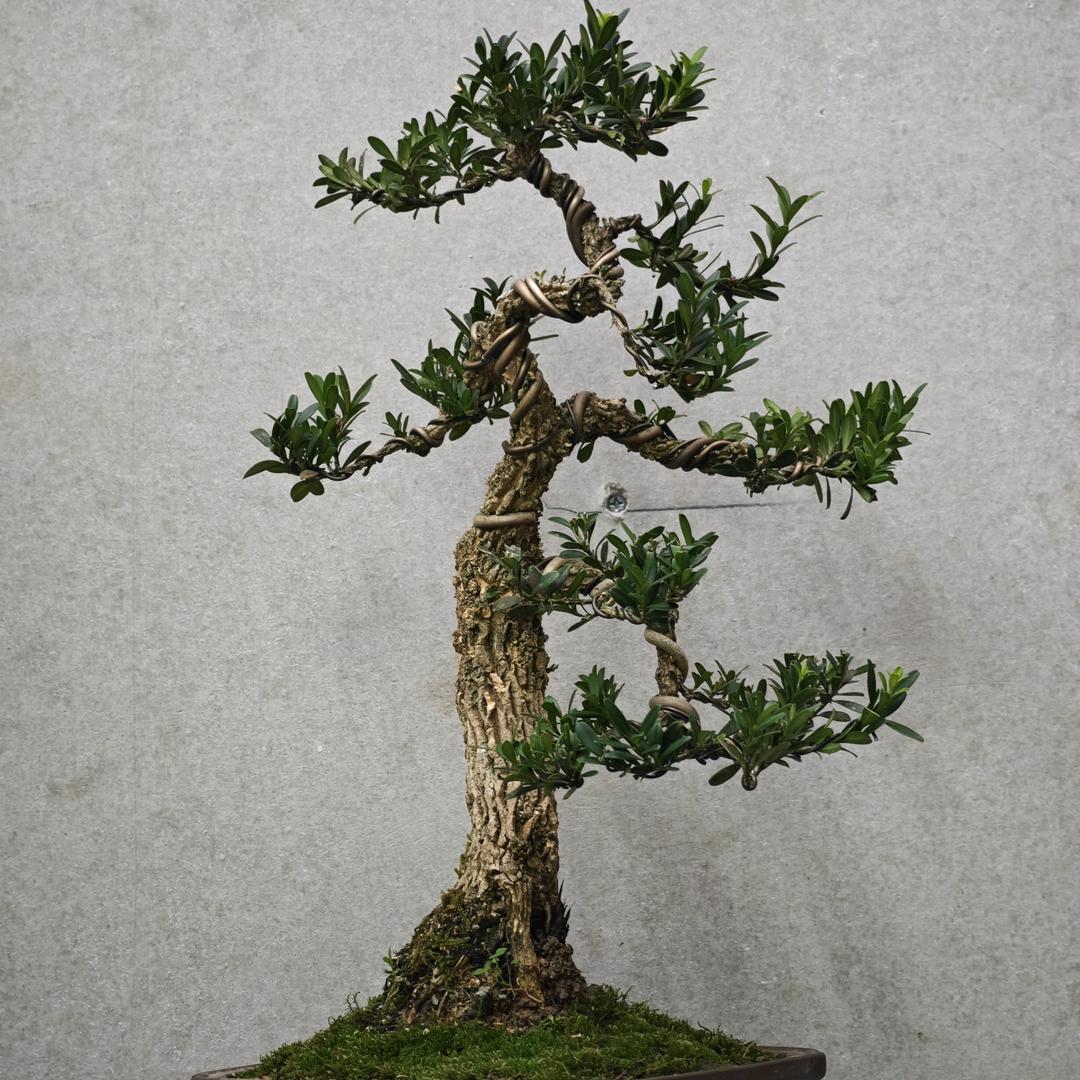 森艺花木