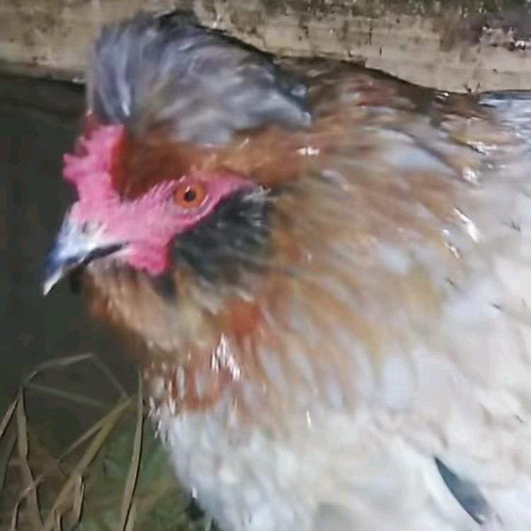 梦缘