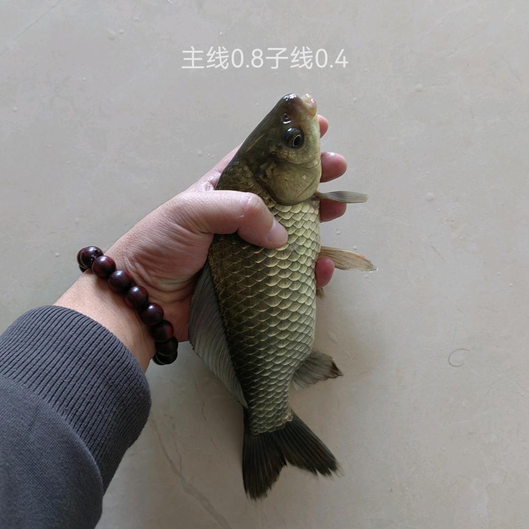野钓鲫鱼（全网呼叫89年的蛇）