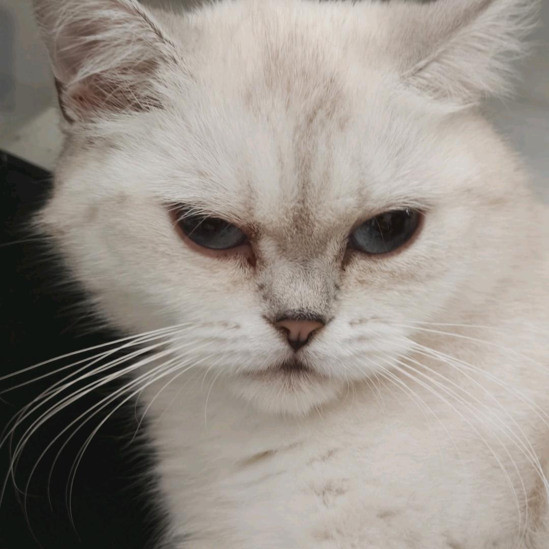 大猪佩棋
