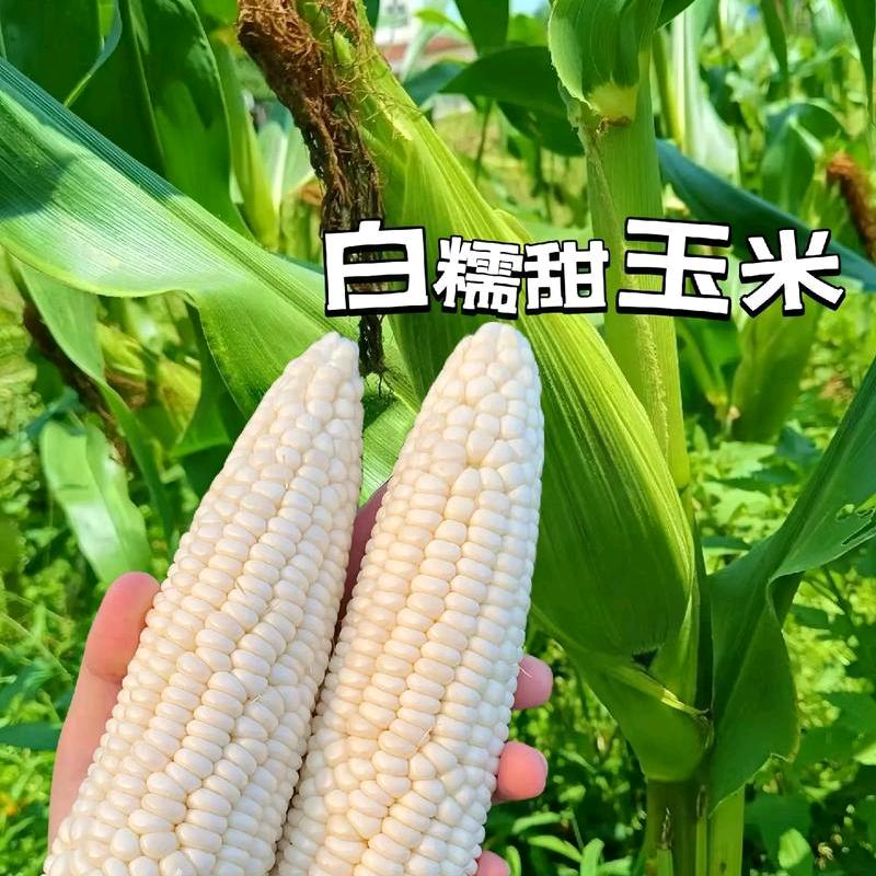 荣成甜糯玉米姐