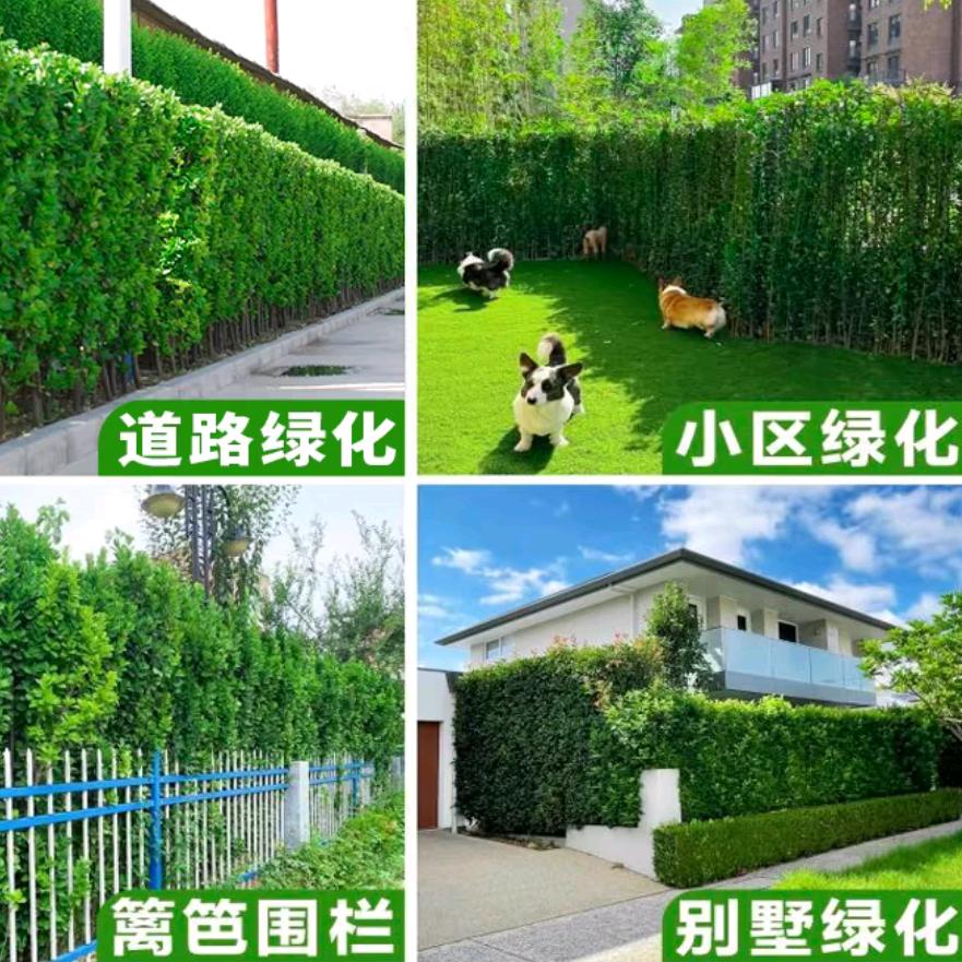 本草钢木