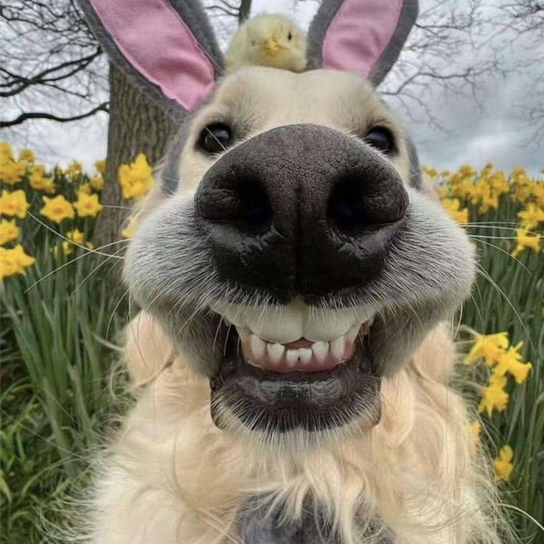 花生了什么树🥜