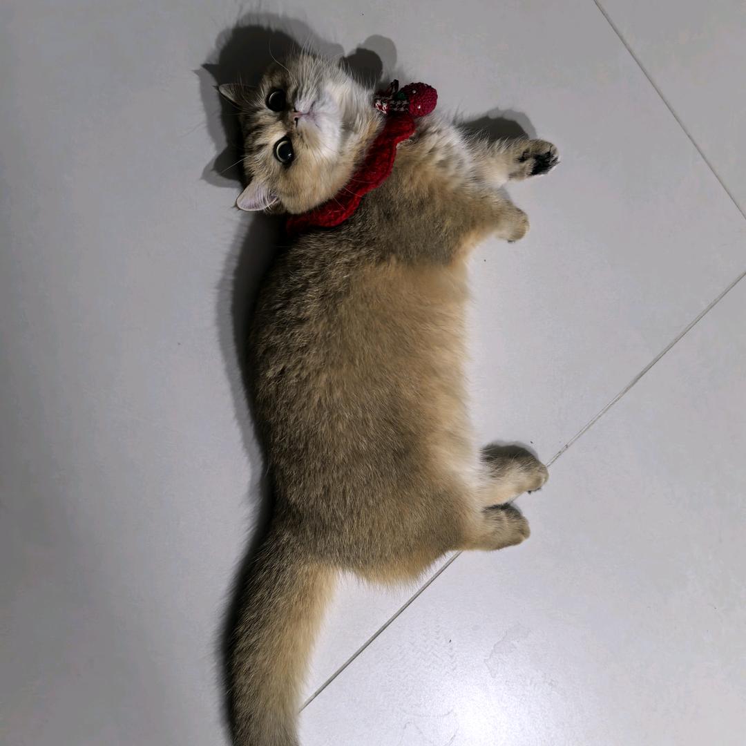 龙运仕家丹丹