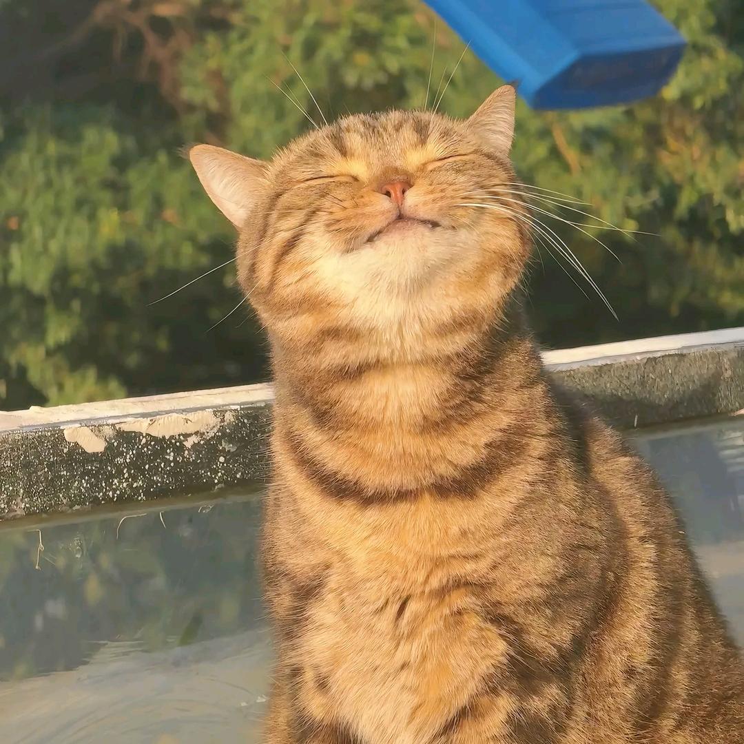 ꒰ঌ十一໒꒱