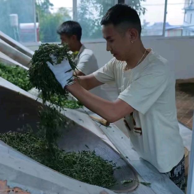 深山溯源(茶大大）