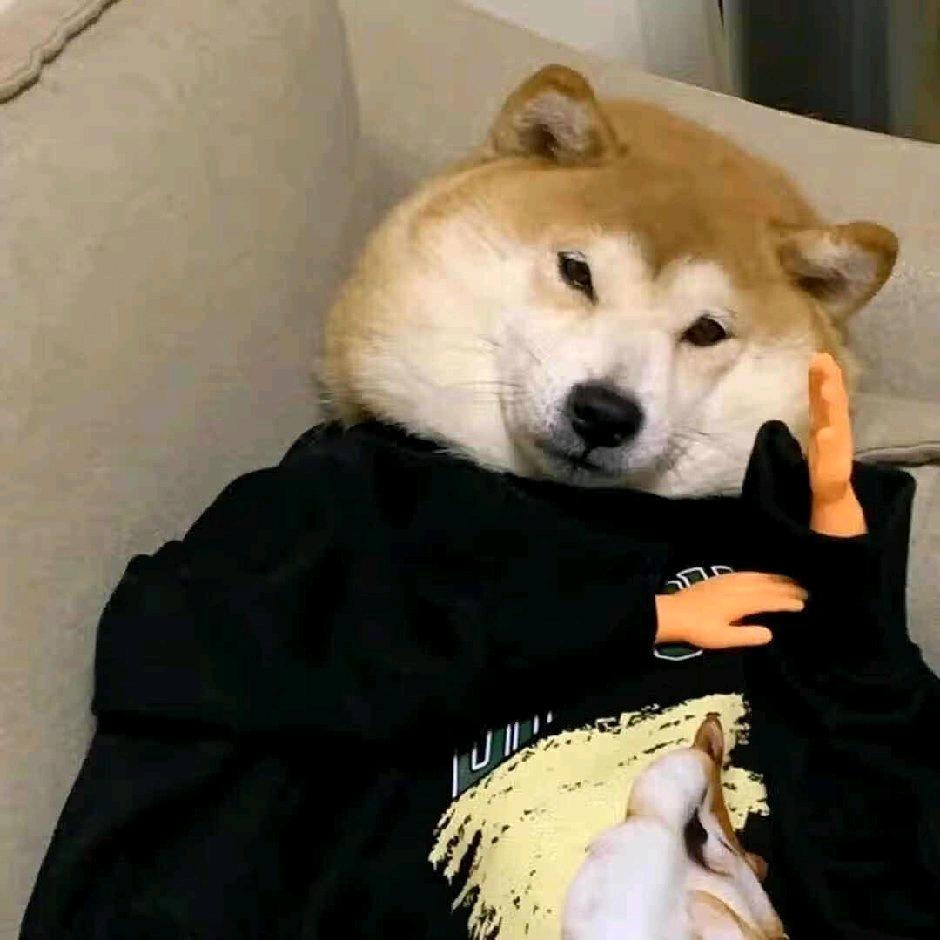 大羊🐏