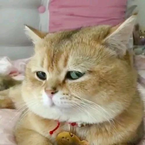 猫不E