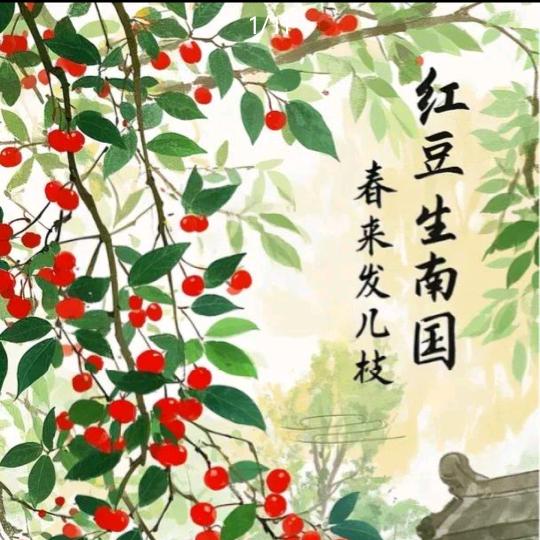 💞红豆💞