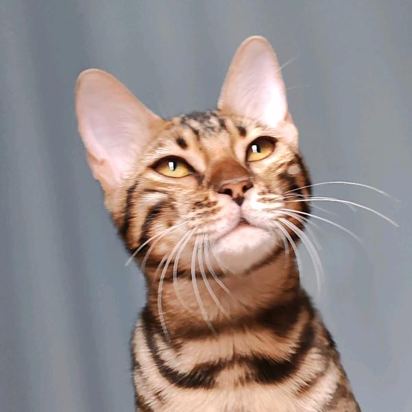 灵犀猫阁宠物用品精品店