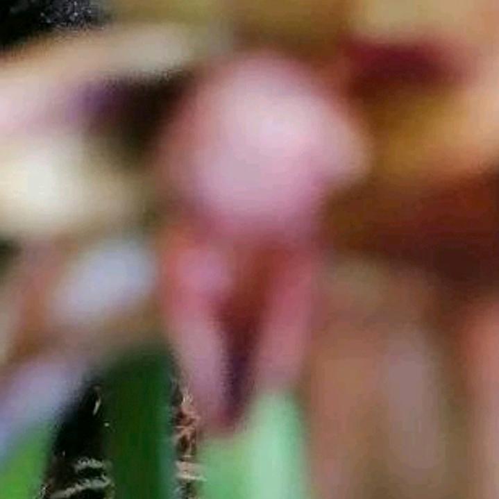 阳台养点小玩意