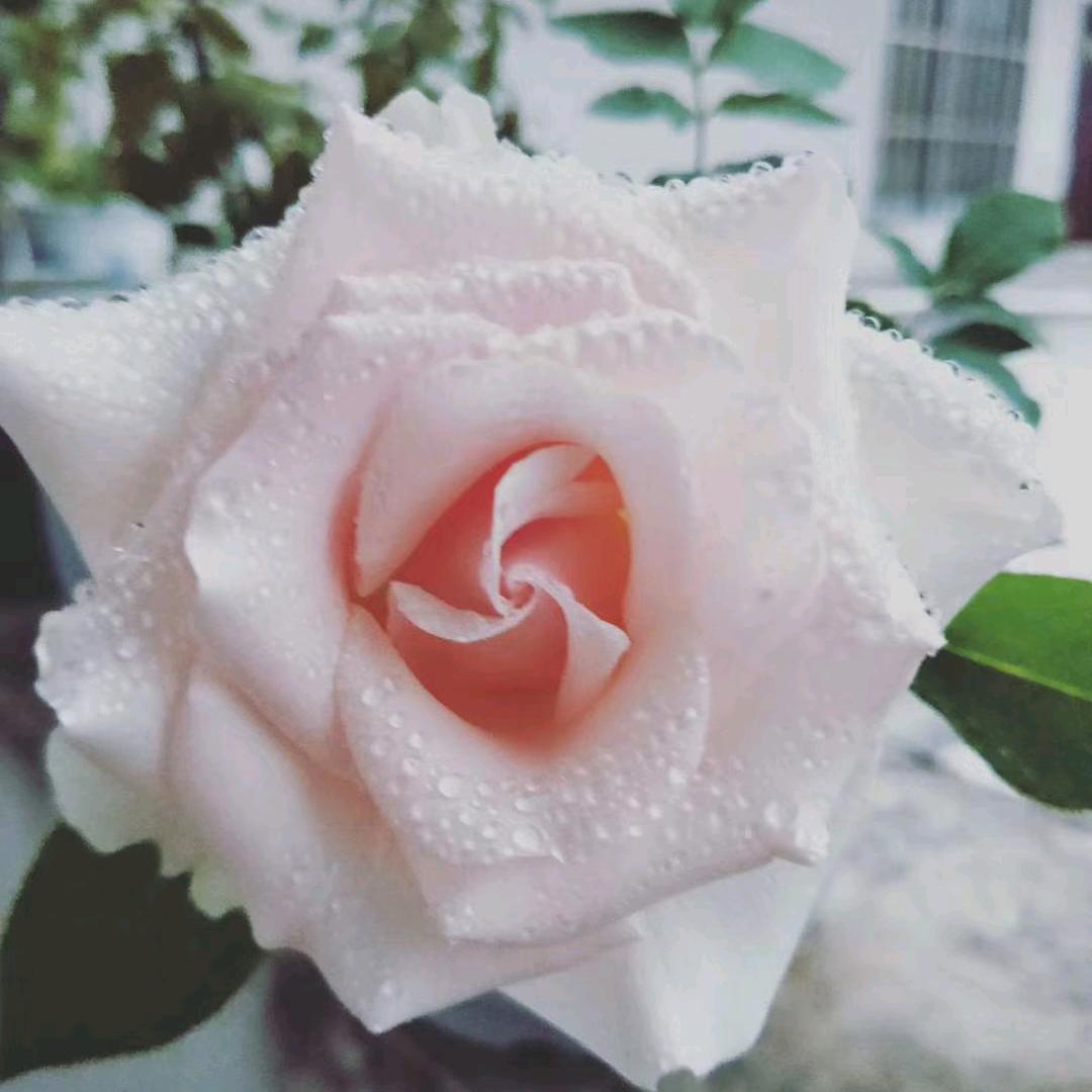 爱吃土豆的豆芽妹