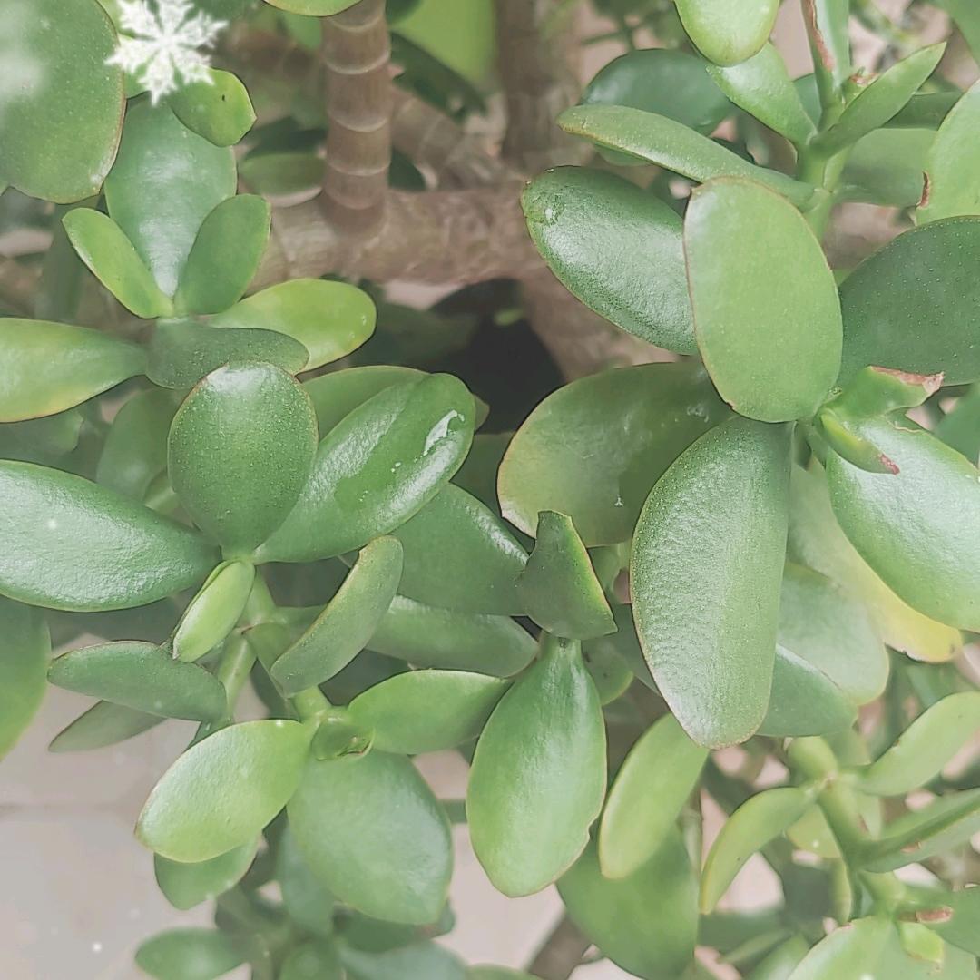 麦子   是我