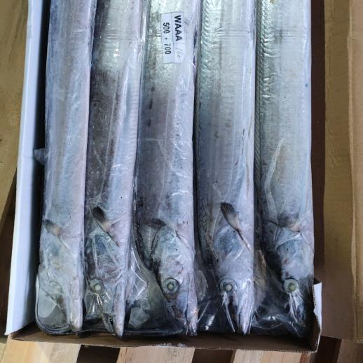 进口带鱼