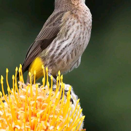 我有一颗坚定不移的心