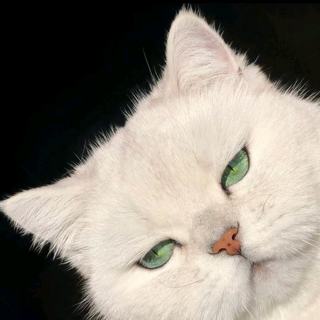 Lucous