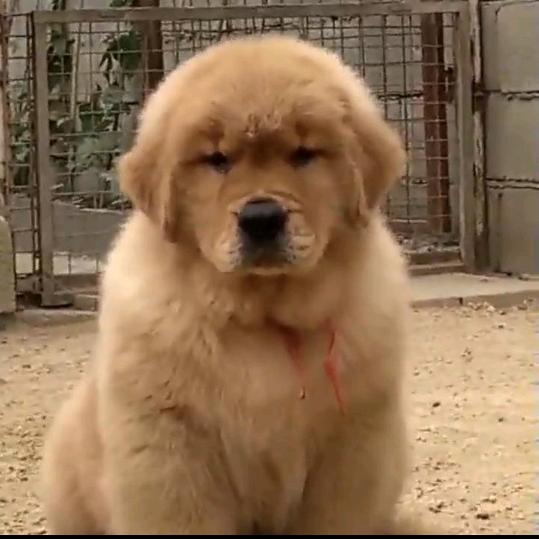 邯郸市复兴区双血统金毛