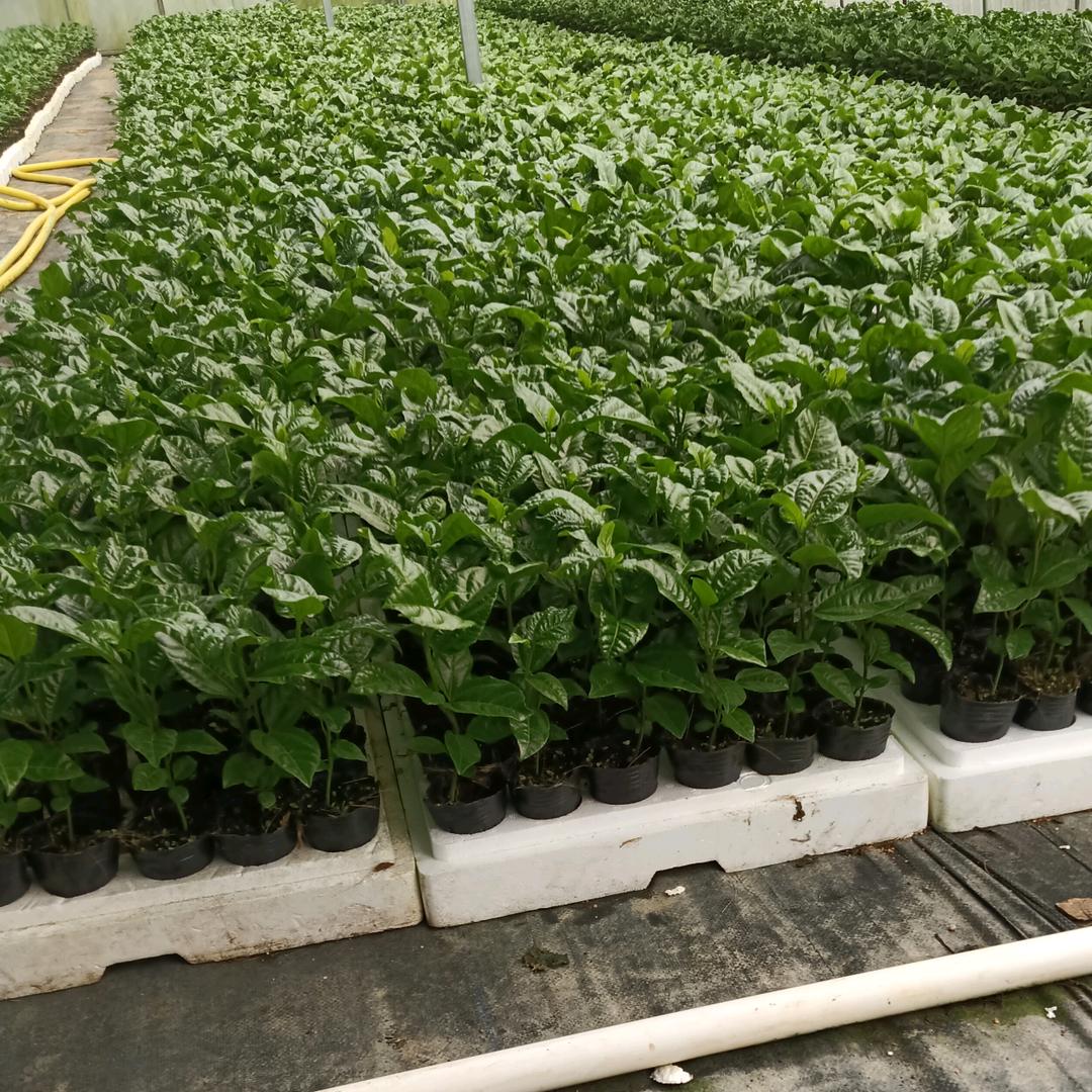 买百香果苗