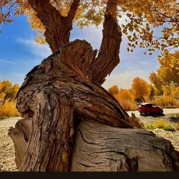 阿拉善盟。额济纳旗，宝哥