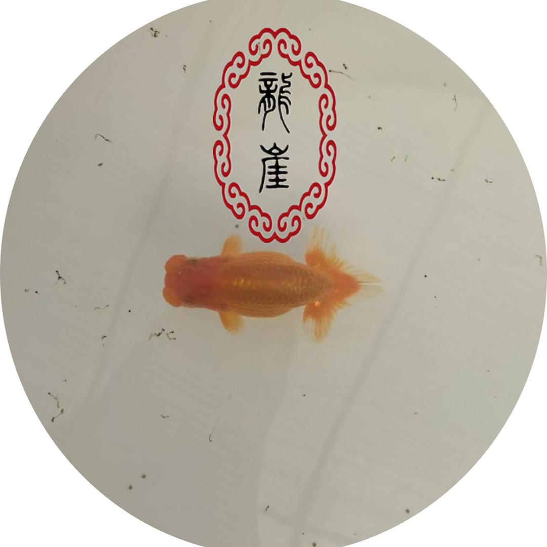 龍崖