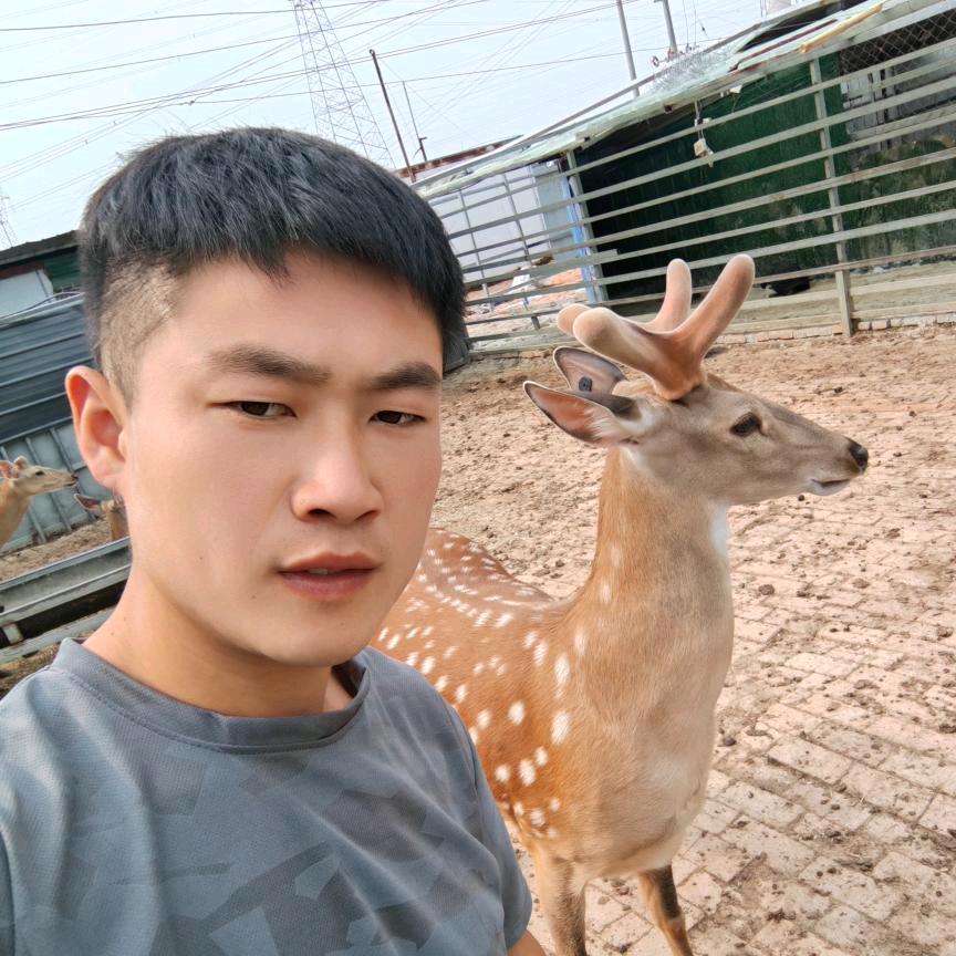 淮南梅花鹿养殖吴顺