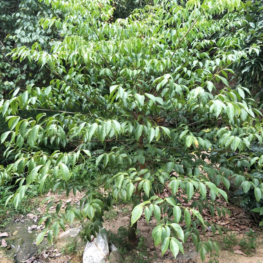天天好！