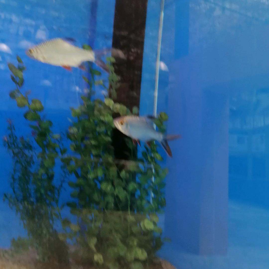 王者荣耀百星排位 坚持到100