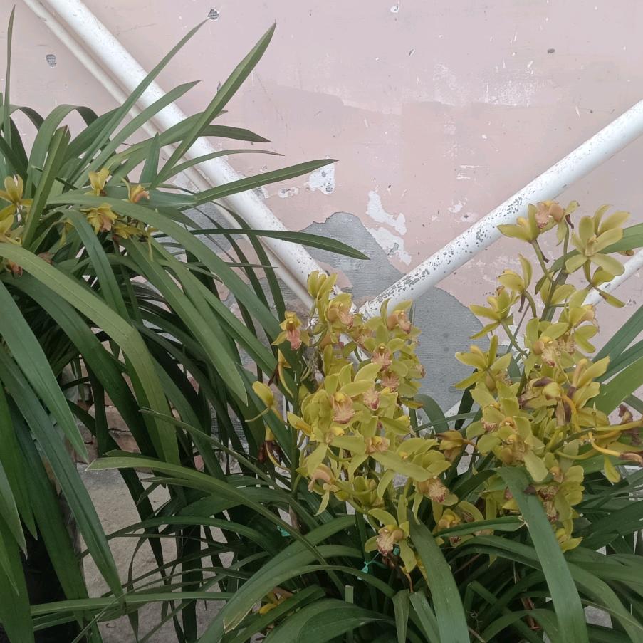 带伤的心，封心锁爱