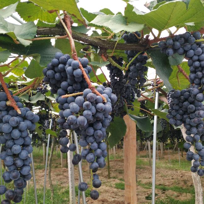 凤凰葡萄支书（杨清华）一寻“乡味”