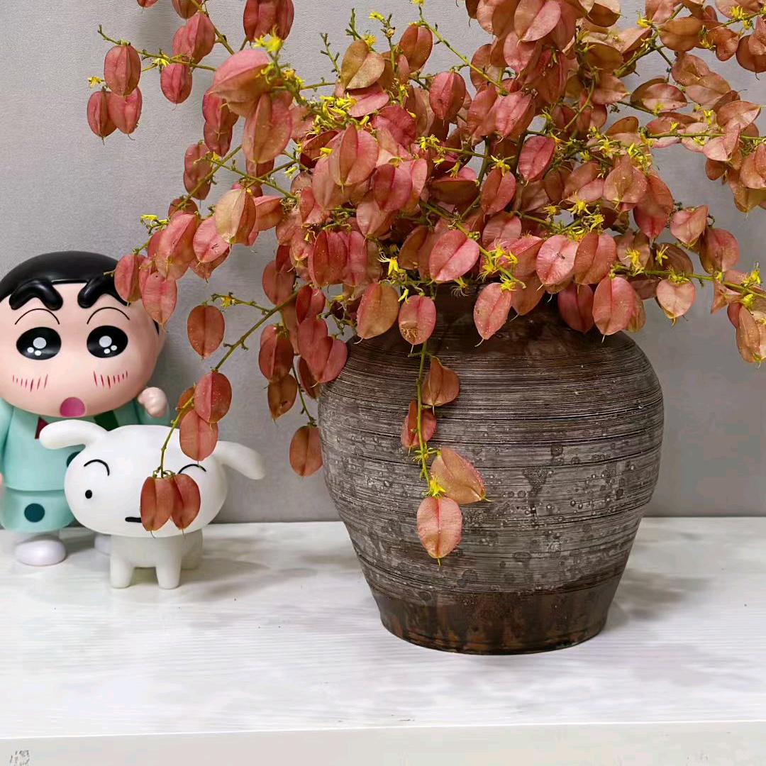 农村妹《首播》