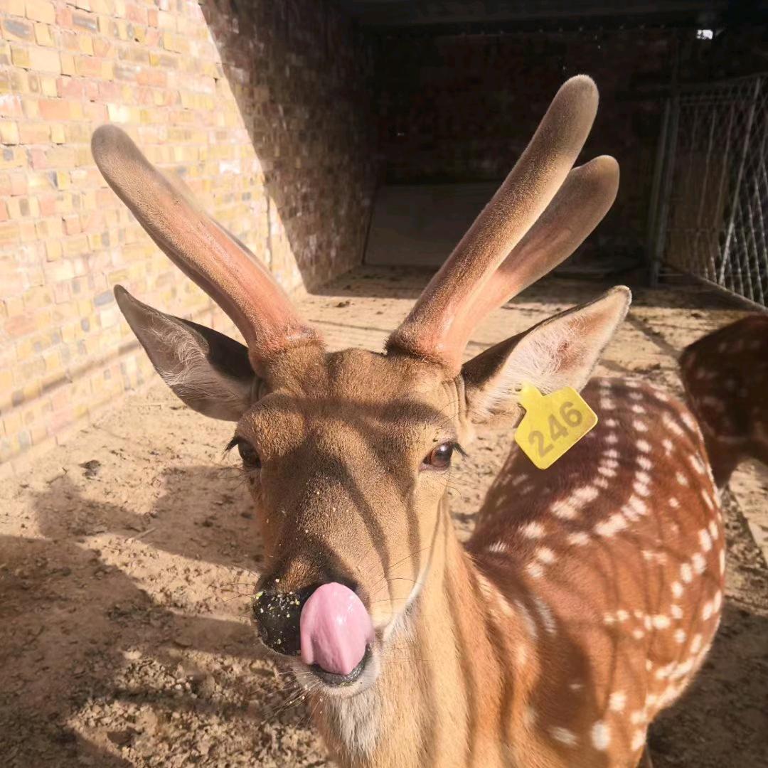 宁夏梅花鹿养殖金老板