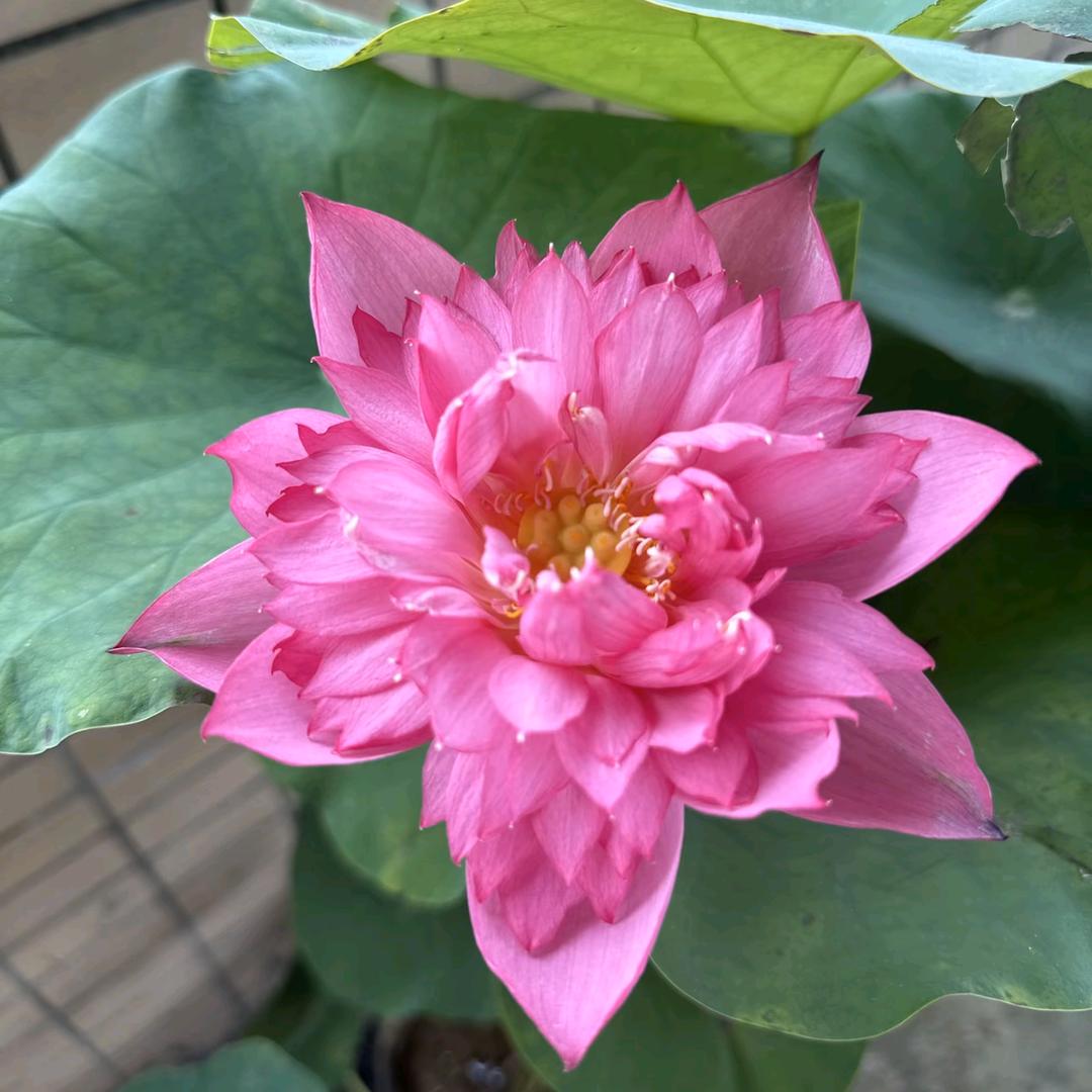 菜林🍀