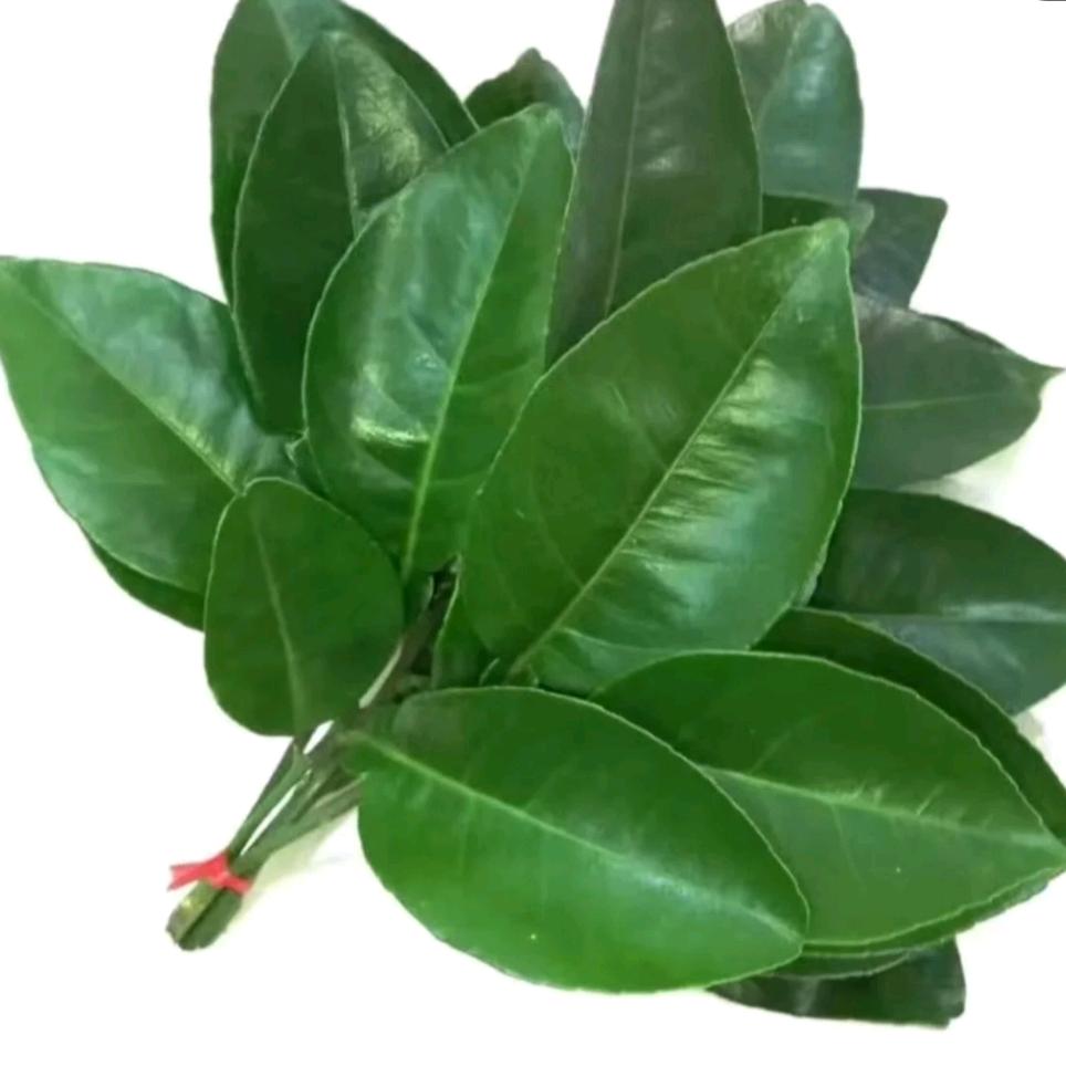 治愈老莫
