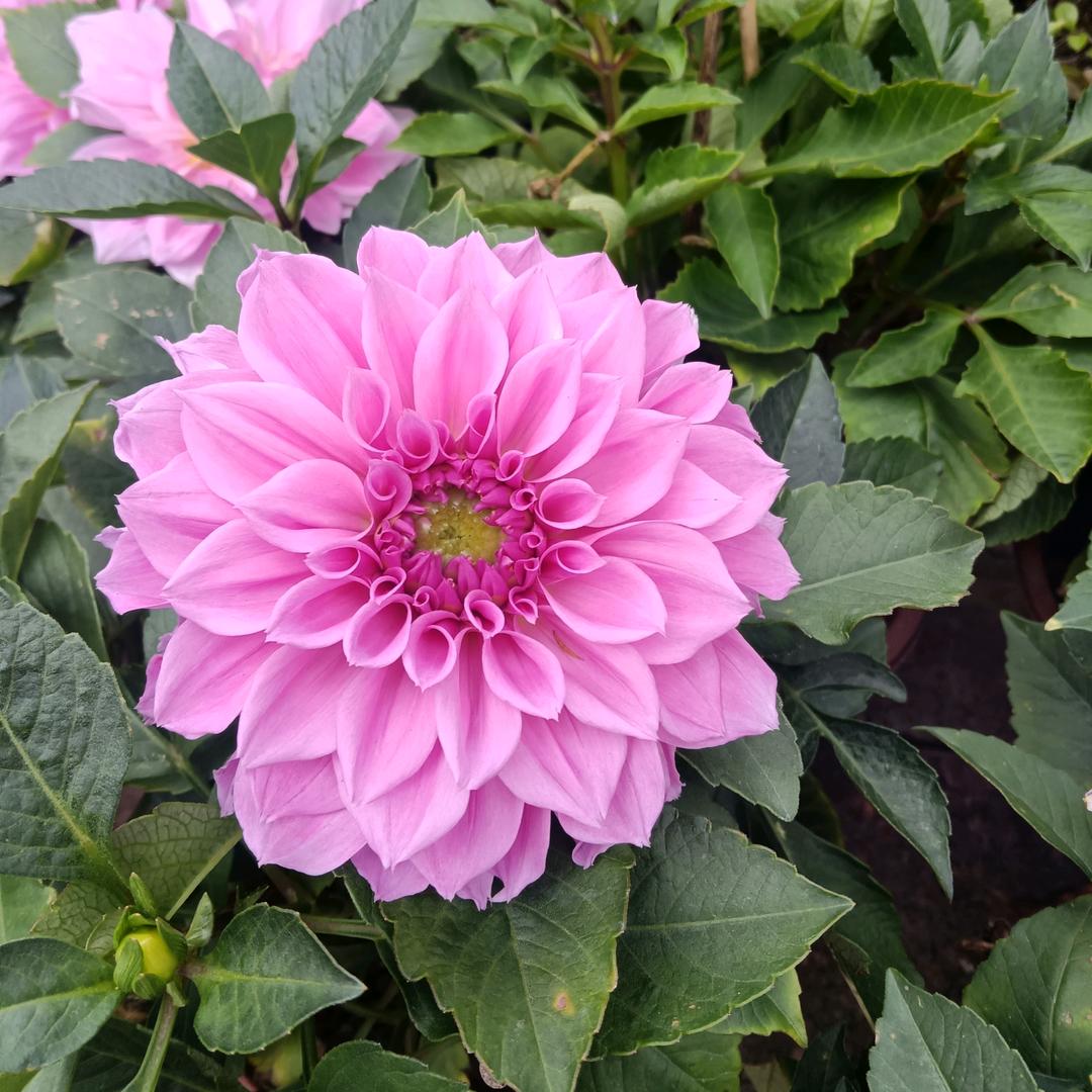 希望总是在明天