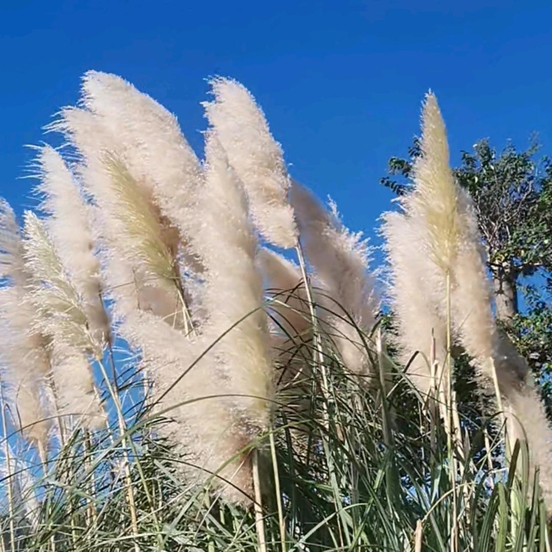 出生在乡村的我