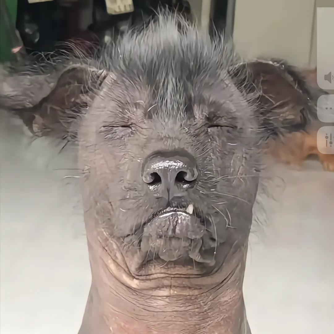 冠毛