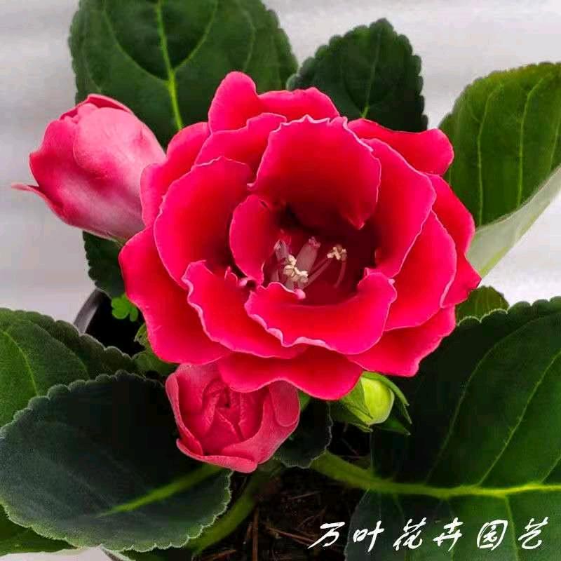 兰子🌹