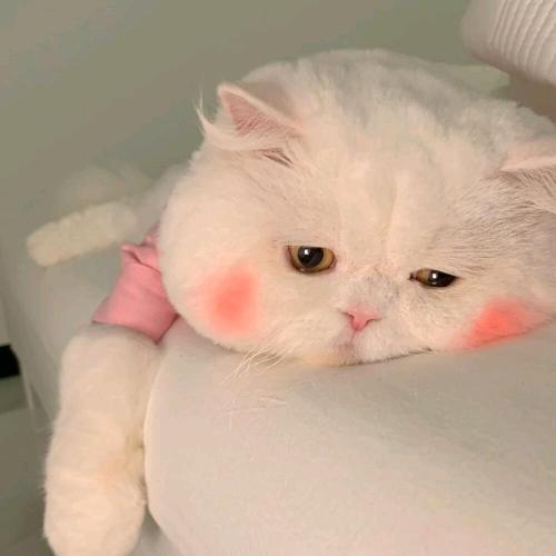 梁山伯与猪硬来