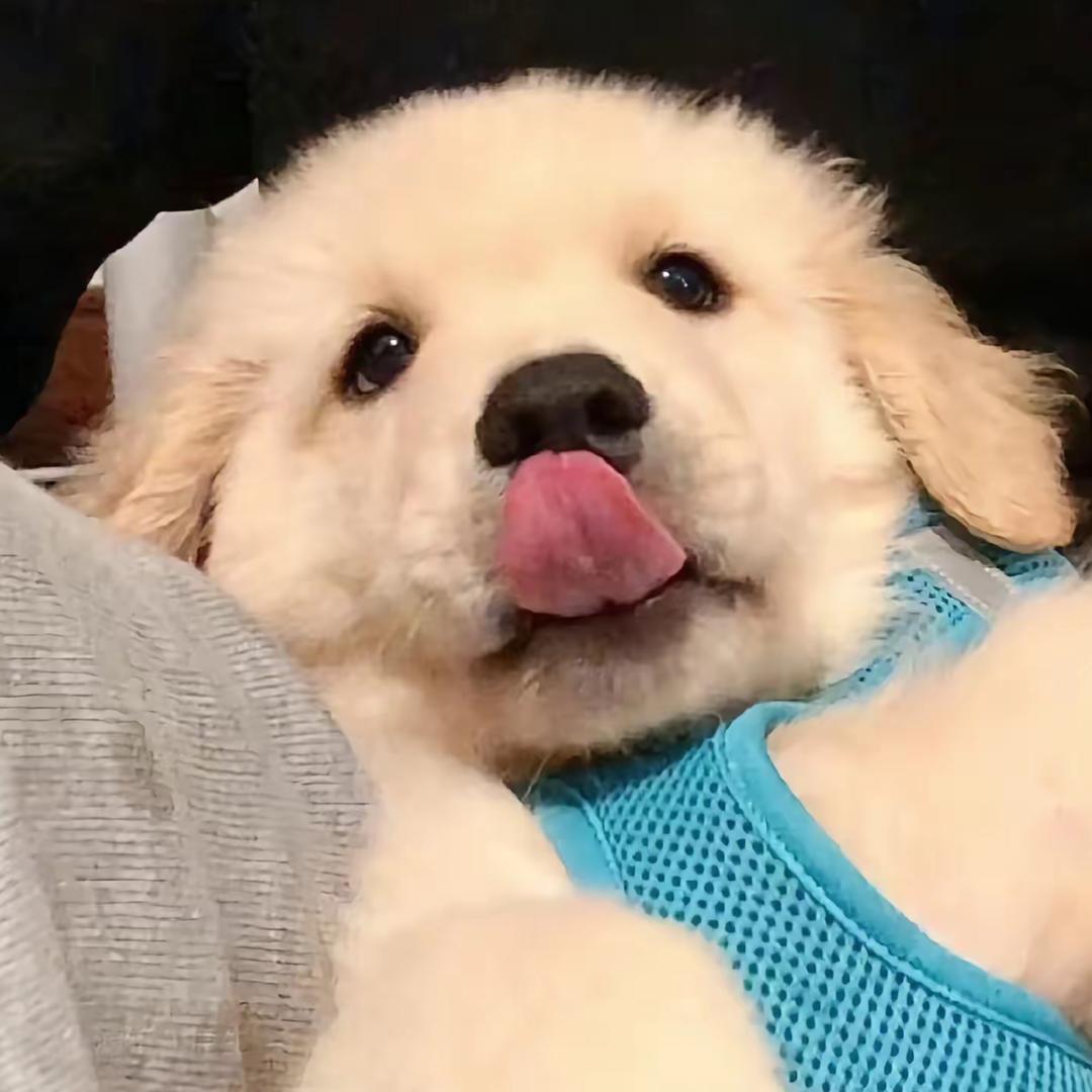 你看这只小乌龟λ的胃