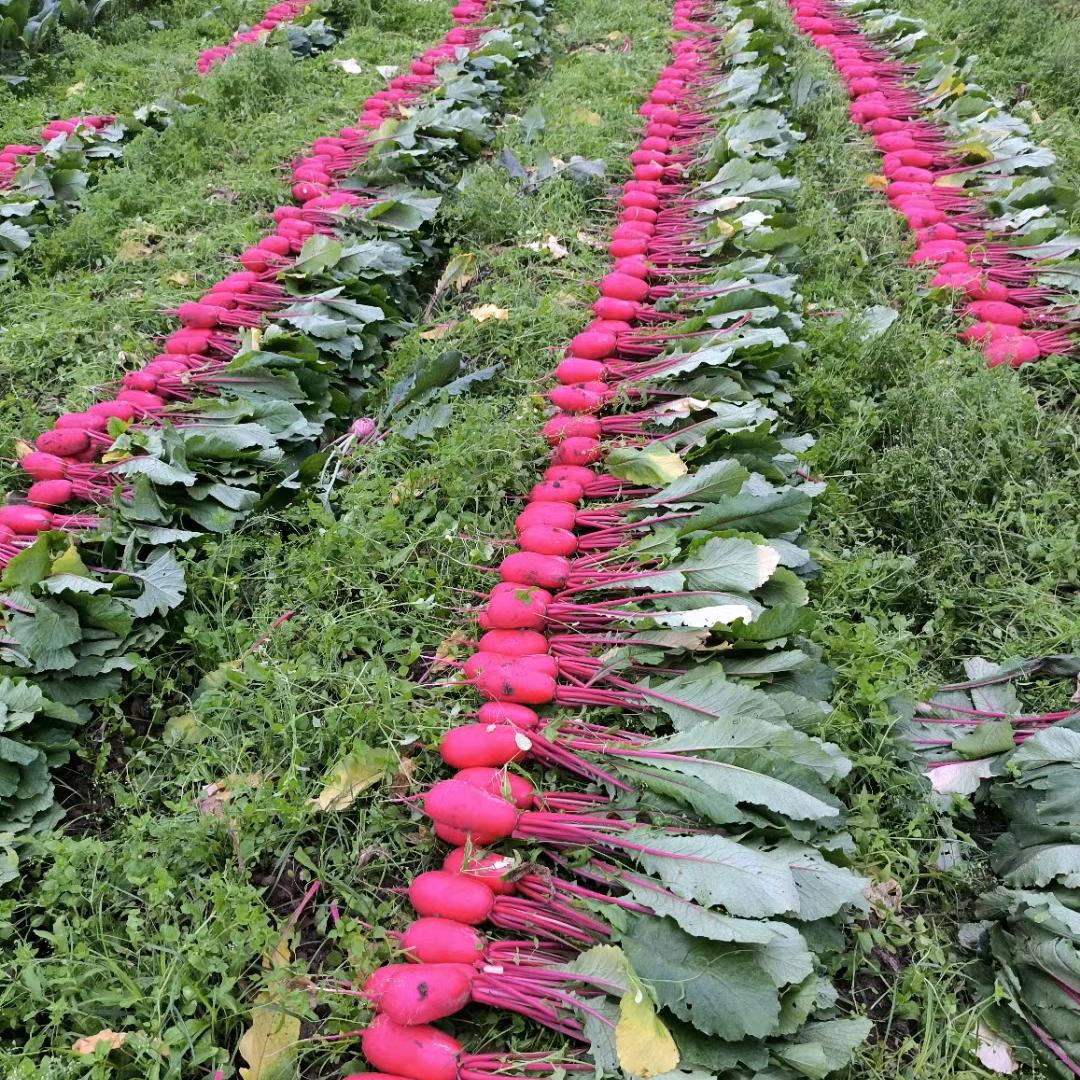 农民哥（绵阳）