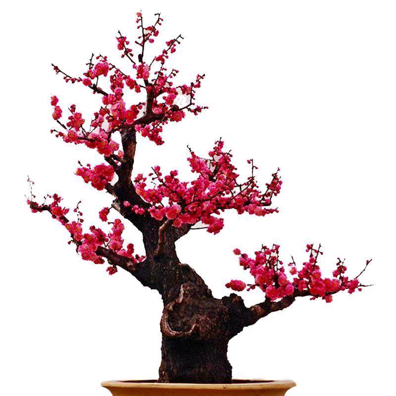 小月花园