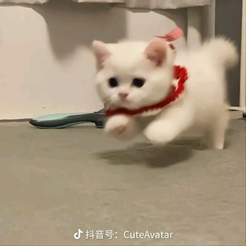 贫道法号:无悔(华)