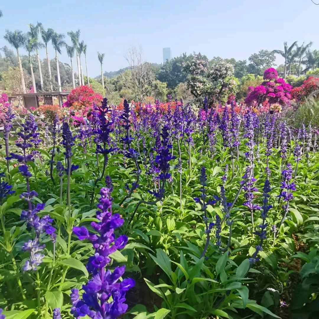 微笑天使……《园洲嘉荣超市》