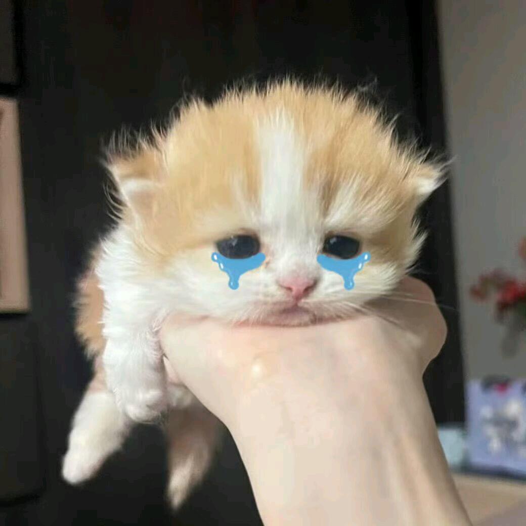 阿圆