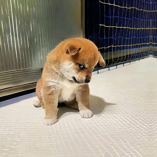 小噶拉米