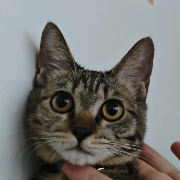 ╦╤─ ҉ - -小豆