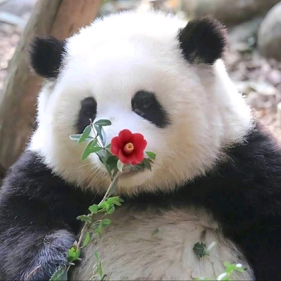 MT·呆猪