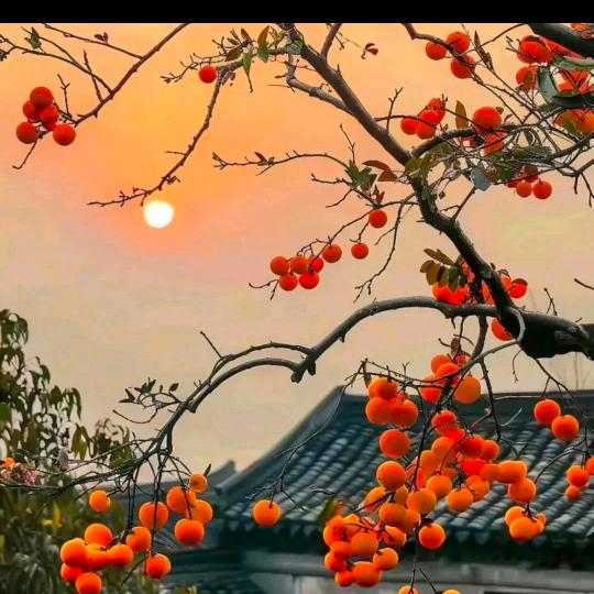 柚子皮