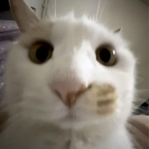 猫条